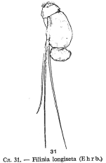 Filinia longiseta