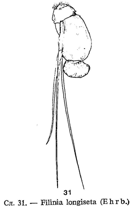 Filinia longiseta Filinia longiseta