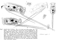 Filinia longiseta - Original description image