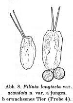 Filinia longiseta var. acaudata - Original description image