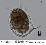 Filinia minuta