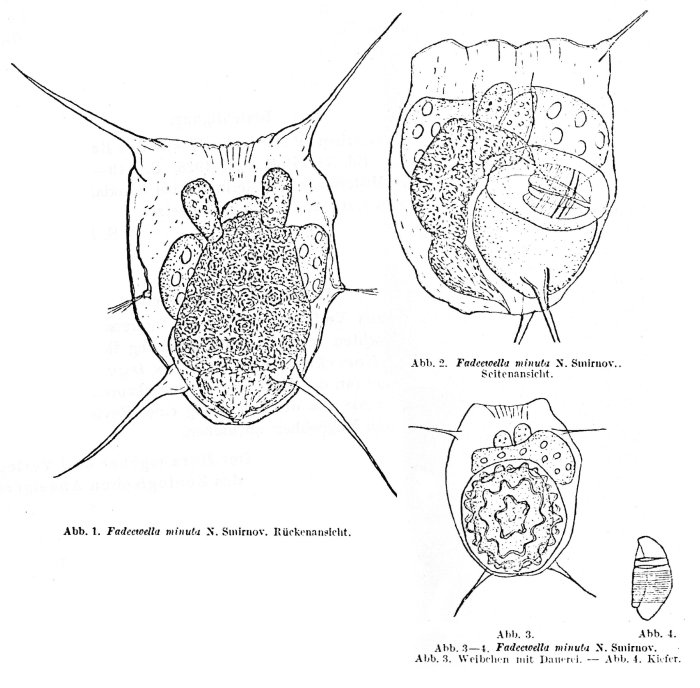 Filinia minuta - Original description image