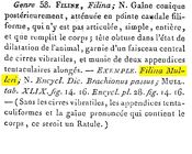 Filinia mulleri - Original description image