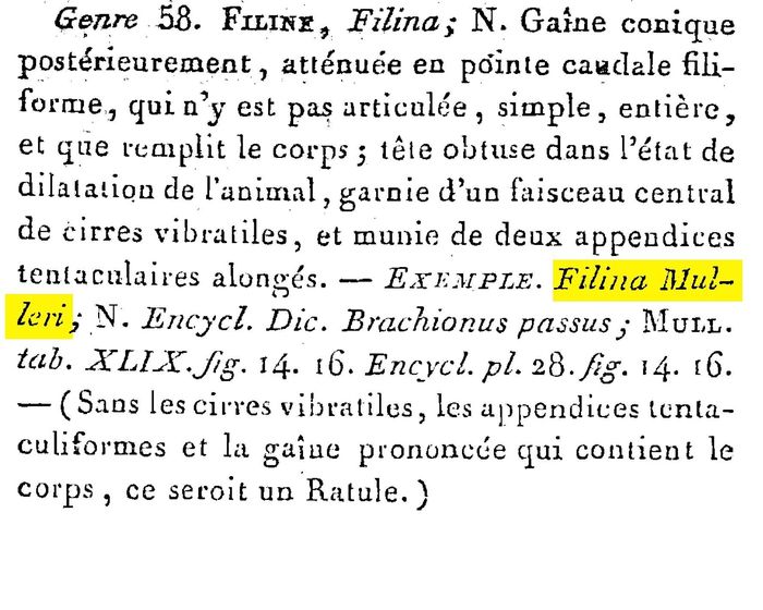 Filinia mulleri Filinia mulleri