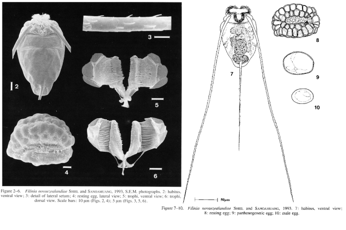 Filinia novaezealandiae Filinia novaezealandiae
