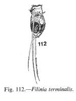 Filinia novaezealandiae