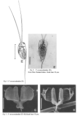 Filinia novaezealandiae