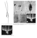 Filinia novaezealandiae - Original description image