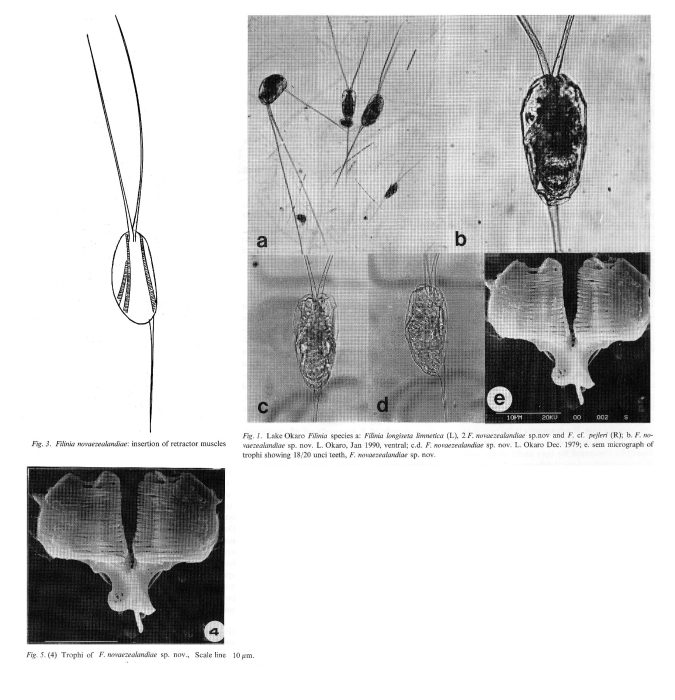 Filinia novaezealandiae - Original description image