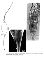 Filinia opoliensis
