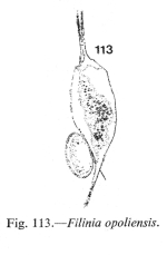 Filinia opoliensis