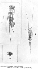 Filinia opoliensis