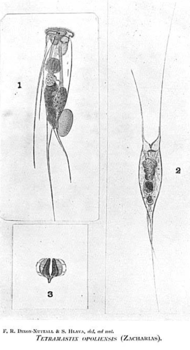 Filinia opoliensis Filinia opoliensis