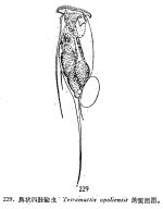 Filinia opoliensis