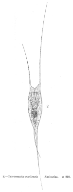 Filinia opoliensis