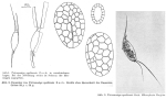 Filinia opoliensis