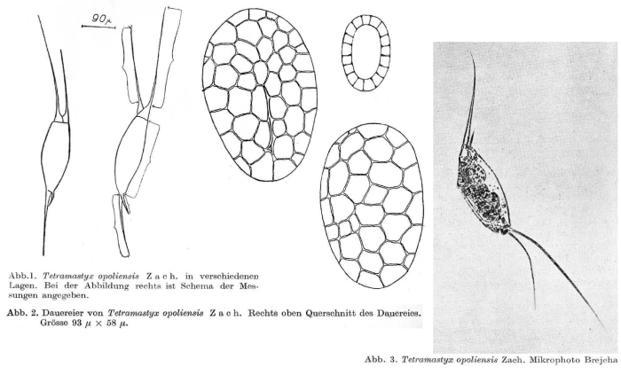 Filinia opoliensis Filinia opoliensis