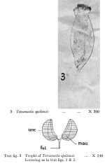 Filinia opoliensis