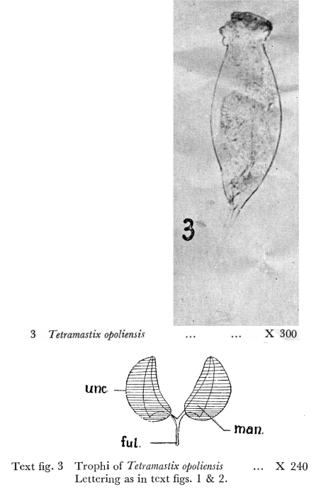 Filinia opoliensis Filinia opoliensis