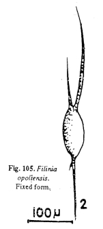 Filinia opoliensis