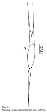 Filinia opoliensis