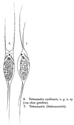 Filinia opoliensis