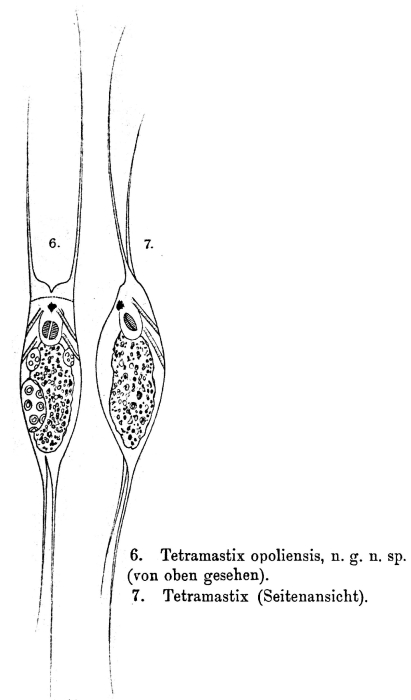 Filinia opoliensis Filinia opoliensis