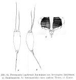 Filinia opoliensis var. brevispina