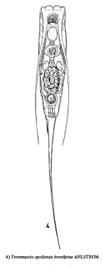 Filinia opoliensis var. brevispina