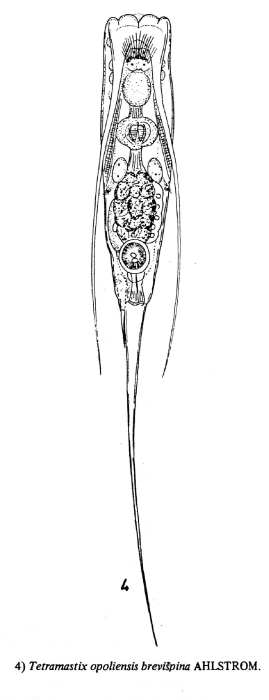 Filinia opoliensis var. brevispina Filinia opoliensis var. brevispina
