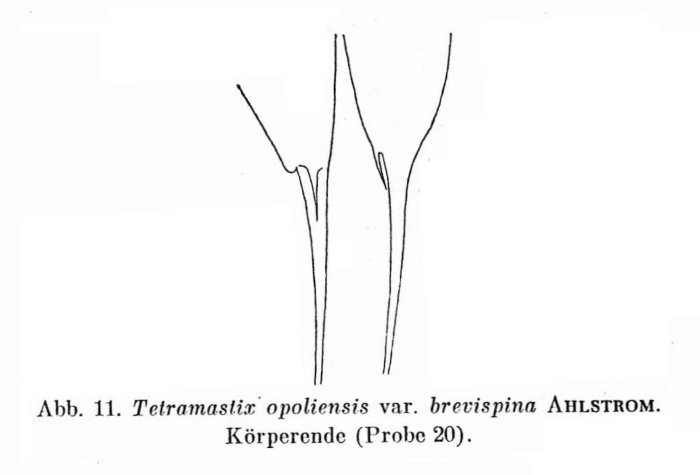 Filinia opoliensis var. brevispina Filinia opoliensis var. brevispina