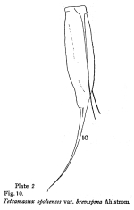 Filinia opoliensis var. brevispina