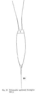 Filinia opoliensis var. brevispina