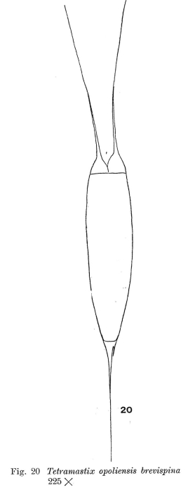 Filinia opoliensis var. brevispina Filinia opoliensis var. brevispina