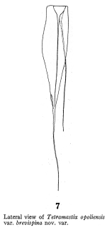 Filinia opoliensis var. brevispina - Original description image