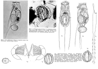 Filinia passa