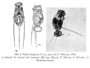 Filinia passa