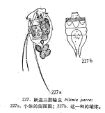 Filinia passa