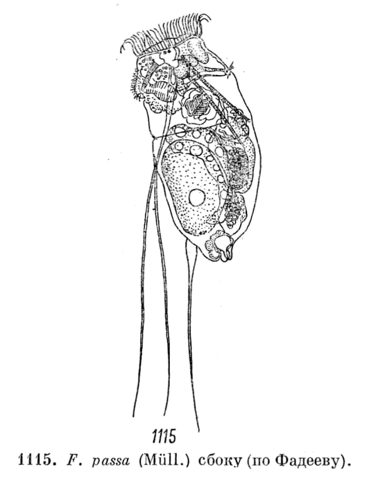 Filinia passa Filinia passa