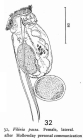 Filinia passa