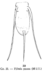 Filinia passa