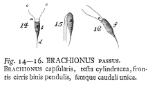 Filinia passa - Original description image