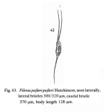 Filinia pejleri