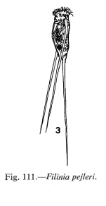 Filinia pejleri
