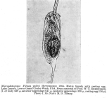 Filinia pejleri