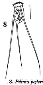 Filinia pejleri