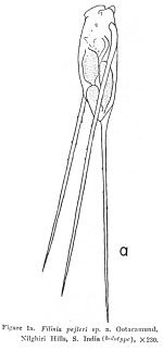 Filinia pejleri - Original description image