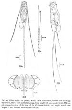 Filinia pejleri var. grandis - Original description image
