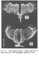 Filinia saltator