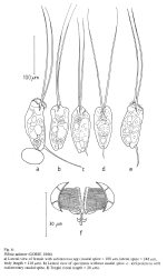 Filinia saltator